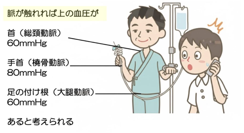 脈の触知と血圧