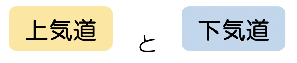 上気道と下気道
