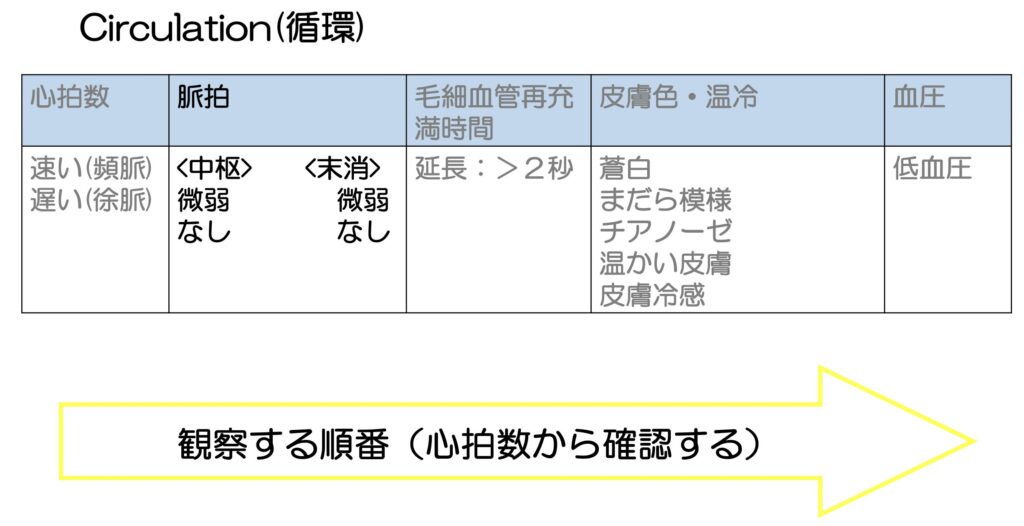 循環の評価　脈拍