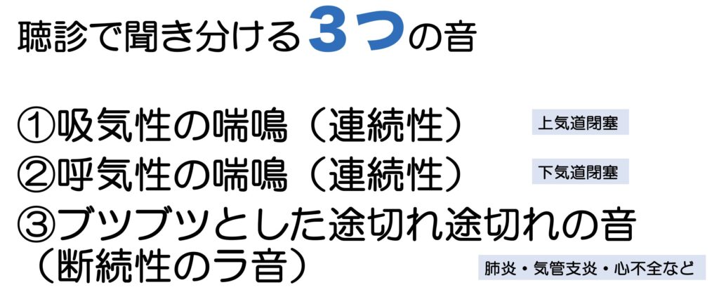 聴診器で聞きわる肺音