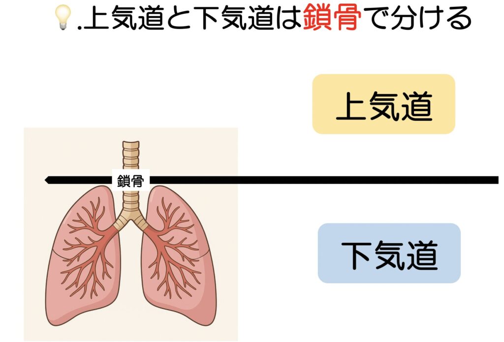 上気道と下気道と肺のイラスト